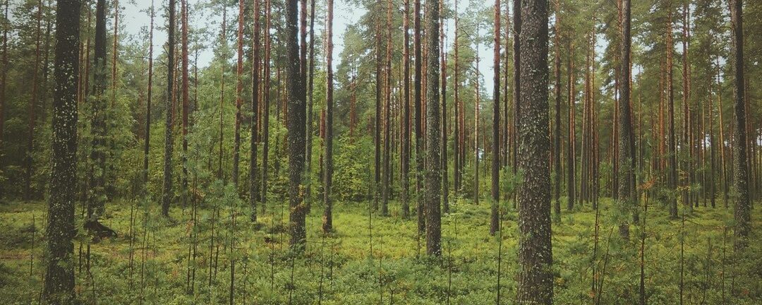 10 steg till en frisk natur